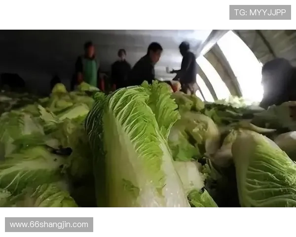 2025年最新白菜导航网站推荐与使用指南